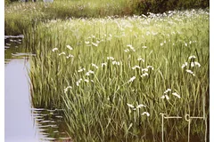 Signature image, click to enlarge