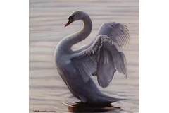 No frame image, click to enlarge