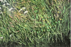 Signature image, click to enlarge