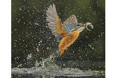 No frame image, click to enlarge