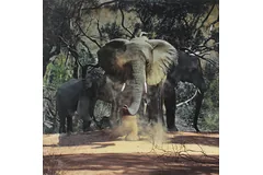 No frame image, click to enlarge