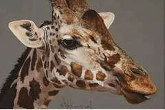 No frame image, click to enlarge