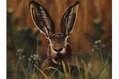 No frame image, click to enlarge