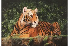 No frame image, click to enlarge