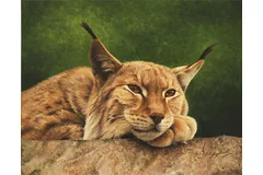 No frame image, click to enlarge