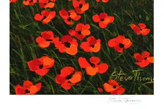 Signature image, click to enlarge