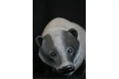 Large image, click to enlarge