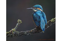 No frame image, click to enlarge