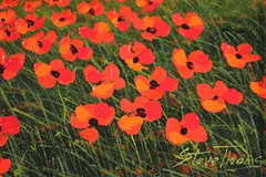 Signature image, click to enlarge