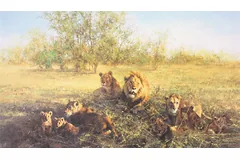 No frame image, click to enlarge