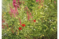 Signature image, click to enlarge