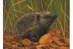 No frame image, click to enlarge