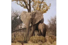 No frame image, click to enlarge