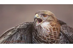 No frame image, click to enlarge