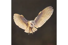 No frame image, click to enlarge