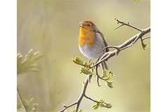 Large image, click to enlarge