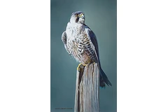 Large image, click to enlarge