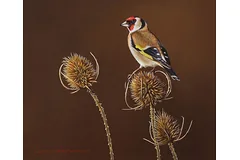 No frame image, click to enlarge