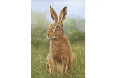 No frame image, click to enlarge