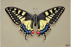 No frame image, click to enlarge