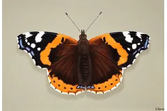 No frame image, click to enlarge