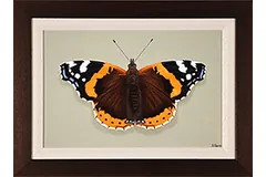 Large image, click to enlarge