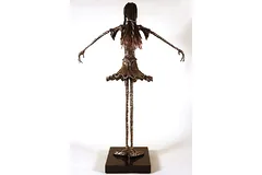 No frame image, click to enlarge