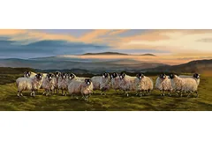 No frame image, click to enlarge