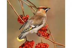 No frame image, click to enlarge