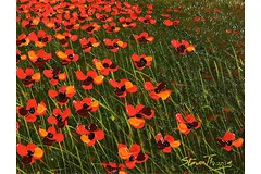 Signature image, click to enlarge