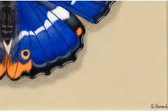 Signature image, click to enlarge