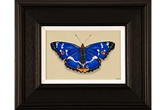 Large image, click to enlarge