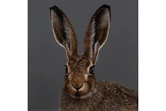 No frame image, click to enlarge