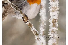 Signature image, click to enlarge