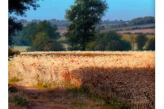 Signature image, click to enlarge