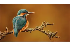 No frame image, click to enlarge