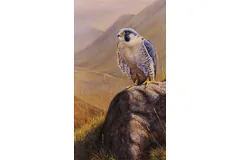 No frame image, click to enlarge