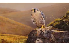 No frame image, click to enlarge