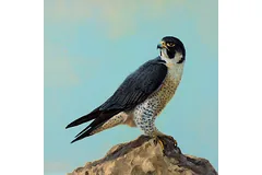 No frame image, click to enlarge