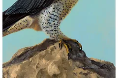 Signature image, click to enlarge