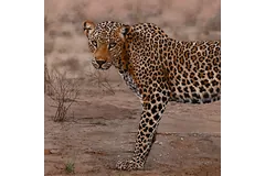 No frame image, click to enlarge