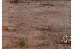 Signature image, click to enlarge