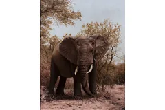 No frame image, click to enlarge