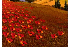 Signature image, click to enlarge