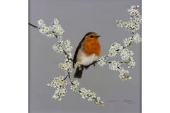 No frame image, click to enlarge