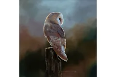 No frame image, click to enlarge