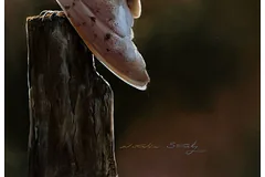 Signature image, click to enlarge