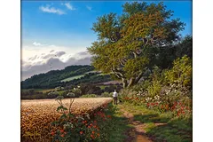 No frame image, click to enlarge