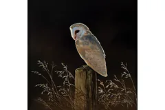 No frame image, click to enlarge