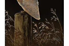 Signature image, click to enlarge